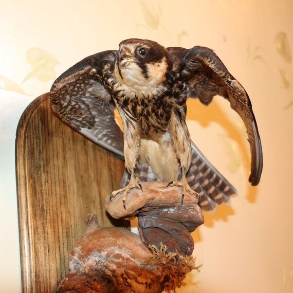 Hawk Falcon Real Taxidermy Bird Mount New Life Size