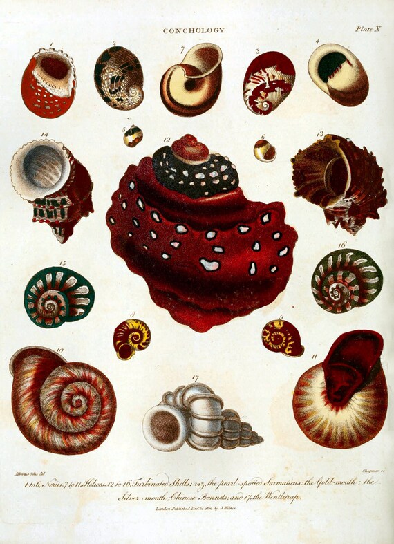 Sea Shells Conchology Mollusc Shells Vintage Reproduction