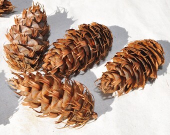 20 Fir Cones, Douglass Fir Cones, Pine Cones, Pinecone, Pinecones, Christmas Decor, Winter Decoration, Table Decorations, Rustic Decor