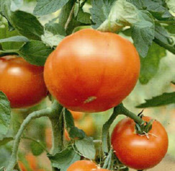 Mountain Spring Tomato 25 seeds