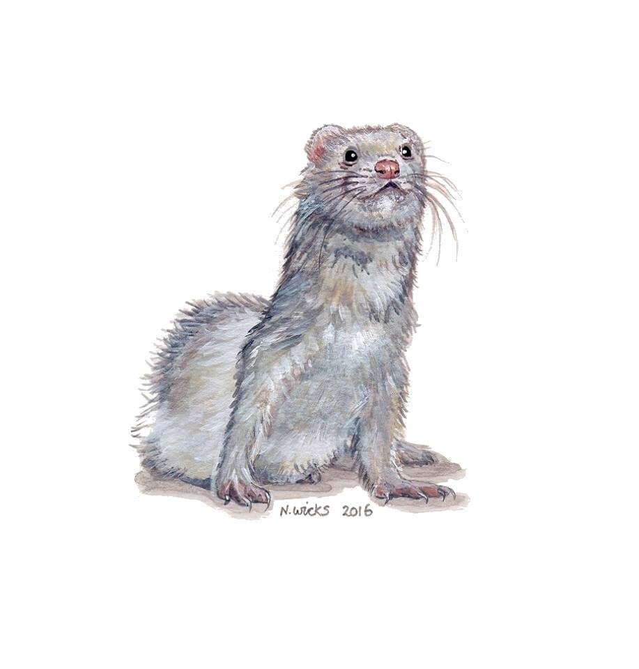 Original Ferret Painting with frame