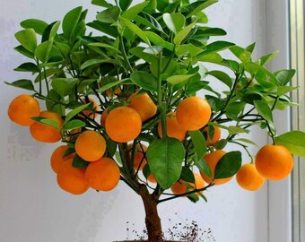 15 Edible Fruit Orange Tree Seeds, Bonsai Citrus Orange Tree, Orange Fruit Fresh Exotic Tree Seeds