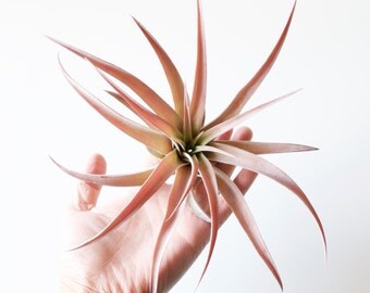 Tillandsia Capitata Peach Air Plant