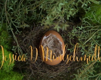 NEWBORN DIGITAL BACKDROP: Brown Egg Backdrop in Real Bird Nest