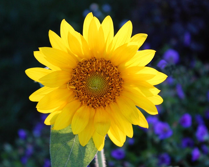 Sunflower Photograph Purple Flowers Background Bright