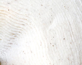 Organic cotton batting. Unbleached batting by the meter for quilting, sleepsacks.