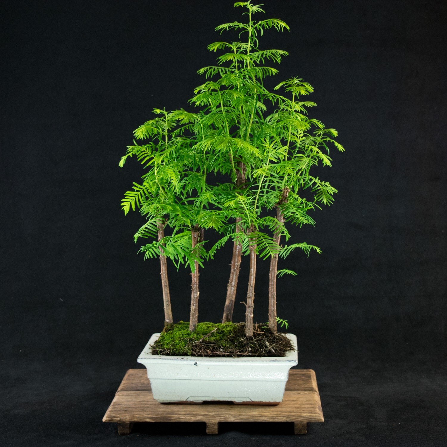 metasequoia glyptostroboides growth rate