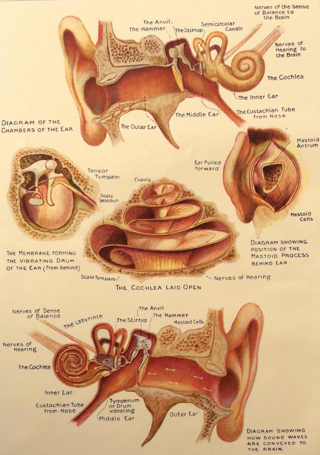 Vintage 1920s Print Human Anatomy Illustration EAR COCHLEA