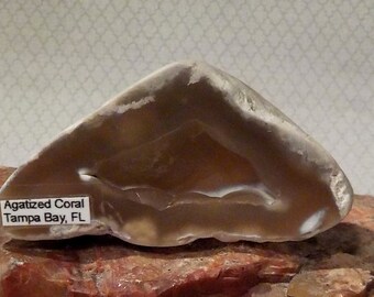 Agatized White Coral from Tampa Bay Florida Fossilized Coral AWC-1