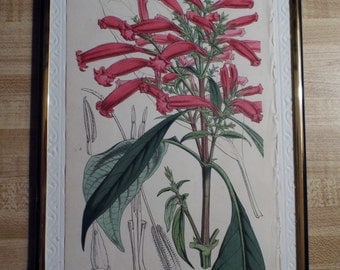 Original Botanical Print - Stephanophysum baikiei ( C 1860 )
