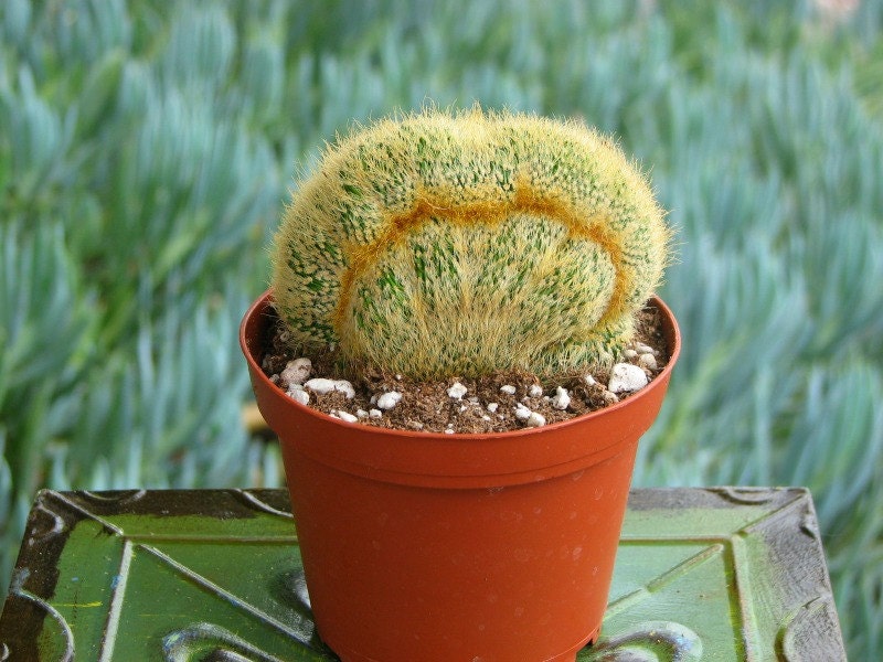 One of a kind Fan Cactus Plant