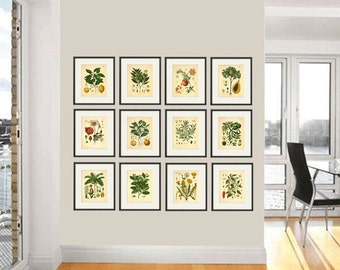 Kitchen Herbs wall art antique botanical print set of 12 herb art print kitchen poster kitchen decor wall antique wall art herb wall decor