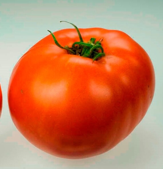 Organic Jet Star Tomato Seeds 20 CountMedium size firm