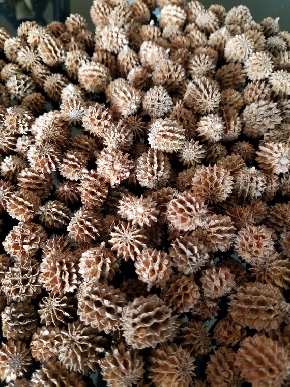 100 australian pine tree pine cones from boca grande island 100 australian pine tree pine cones from boca grande island