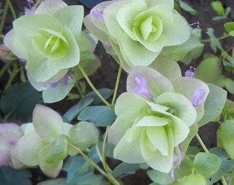 Ornamental Oregano Round-Leaved Origanum Rotundifolia Flower Seeds / Perennial 25+