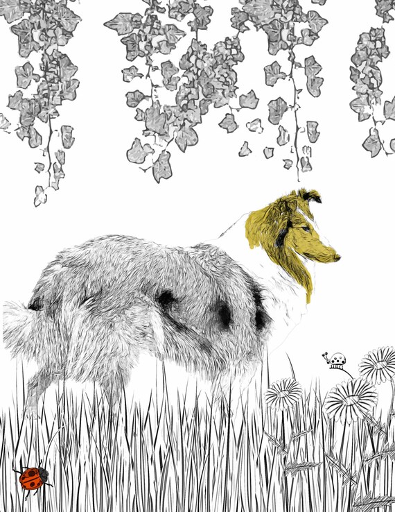 Download Shetland Sheepdog Dog Art to Download and Color Shetland Art