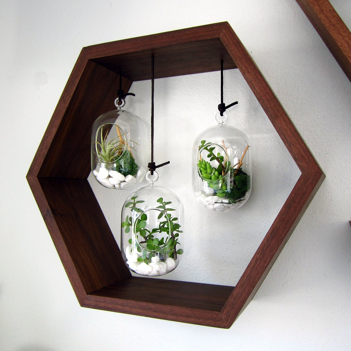 Hexagon Hanging Terrarium Garden Black Walnut Wall Mounted