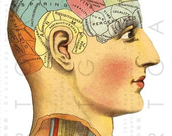 Antique ILLUSTRATION PHRENOLOGY HEAD. 19thC Science Of The Mind Chart. Vintage Phrenology Print. Digital Phrenology Download.