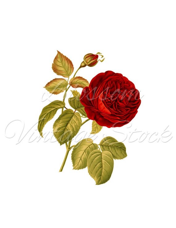 vintage rose clipart - photo #43