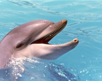 Happy Dolphin Photograph #165