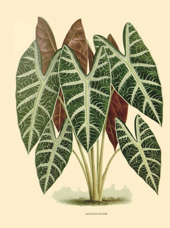 card print shop antique plant green french botanical tropical print alocasia