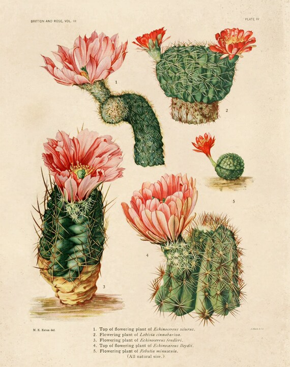 Cactus Botanical
