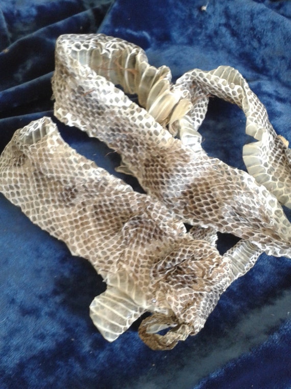 eastern diamondback rattlesnake skin shed under five foot