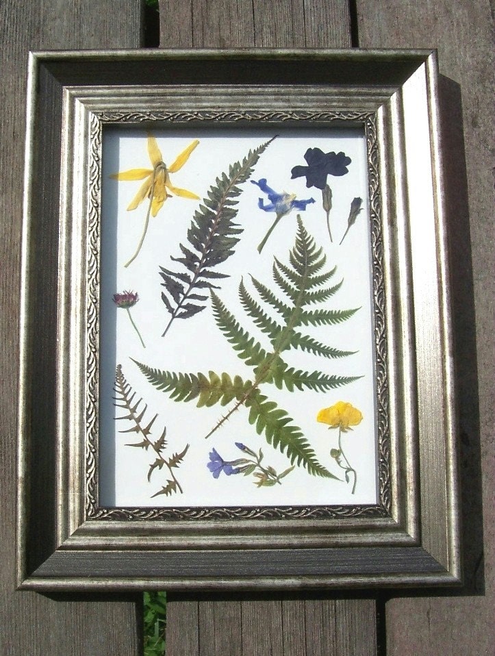 Framed Pressed Flowers and Ferns dried ferns by NaturesCraftSupply