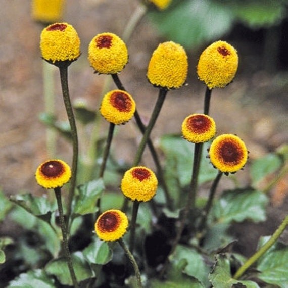 Eye Ball plant Toothache Plant Acmella Oleracea seeds 01 g