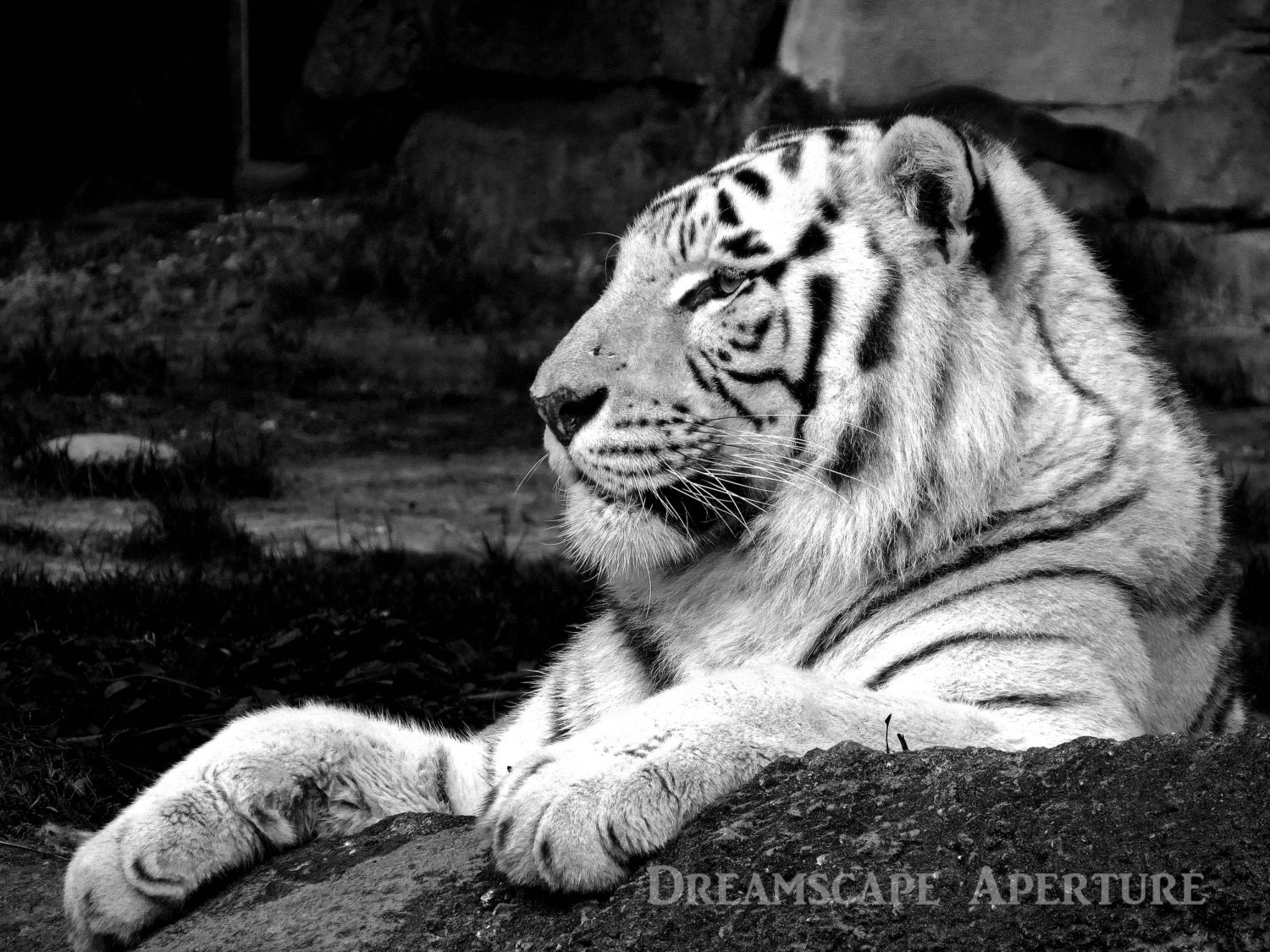 White Tiger Print Tiger Art Prints Wite Tiger Decor Wite