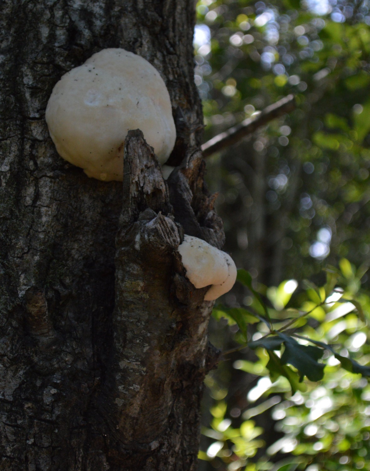 White Tree Fungus on Tree Trunk Bark with by