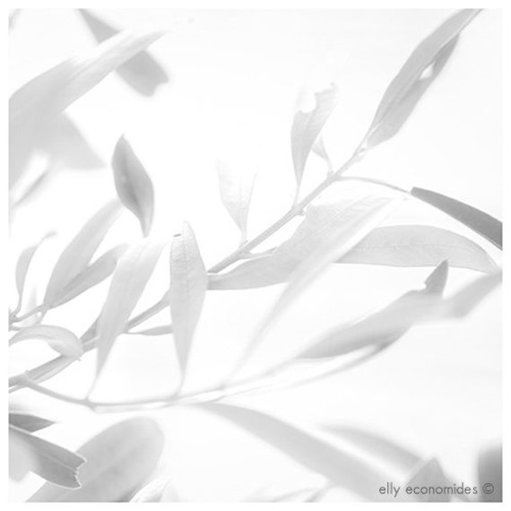 leafs, white, light, fine art photography, nature photography, black and white, Olive tree, 012. 'Olive Tree 2'