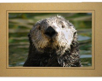 Sea Otter Card Blank Inside - Otter Cards - Sea Otter Photography - Otter Art - Otter Birthday Card - Blank Sea Otter Cards