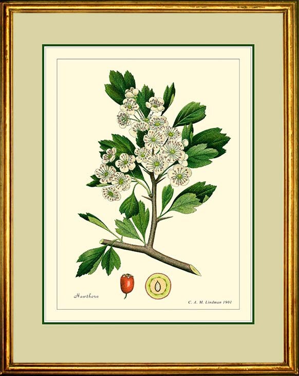 HAWTHORN Vintage Botanical 11x14 or 12x16 print reproduction