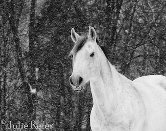 Horse Photography Black and White Horse Art