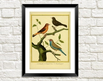 BIRDS PRINT: Vintage Oiseaux Gravures Art Illustration Wall Hanging (A4 / A3 Size)