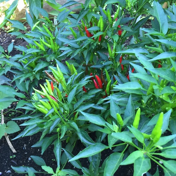 50 Bahamian hot Chili Pepper (C.annuum. ) Organically ,Bushy Cluster upright ! eBay