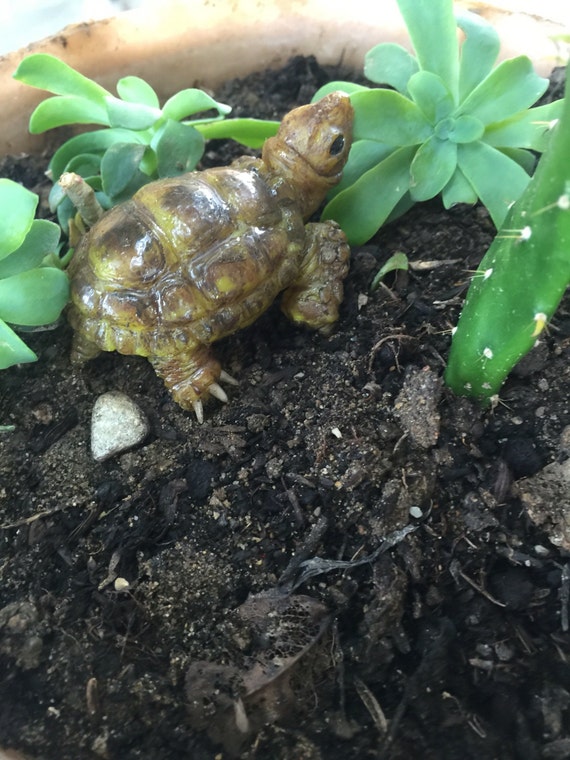 Micro turtle by babycreatures on Etsy