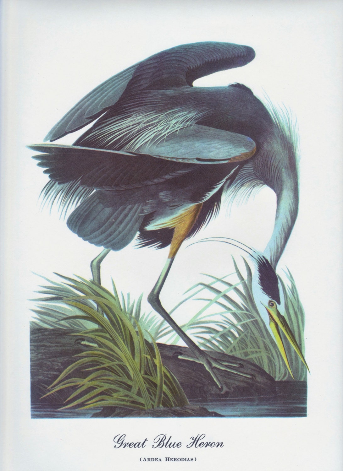 Great Blue Heron Print by Audubon