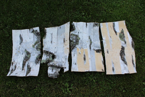 Items Similar To Xl Birch Bark Sheets (23''long)   All Natural Birch 