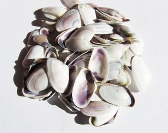 Sea shells - lot of 100 beautiful seashells craft supply sea shell supplies frame making bulk seashells lot different sizes (SSH-19)