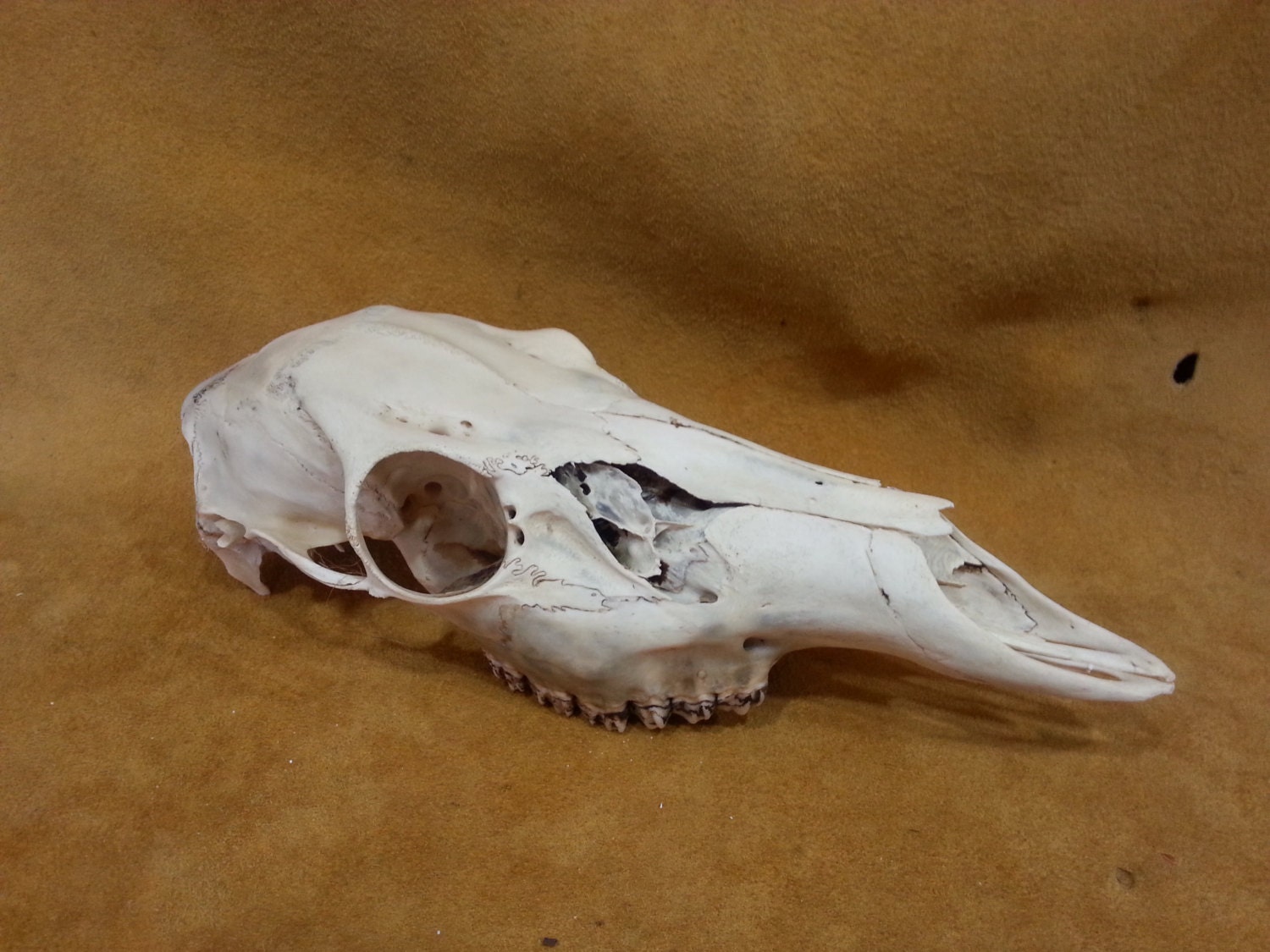 whitetail deer doe skull