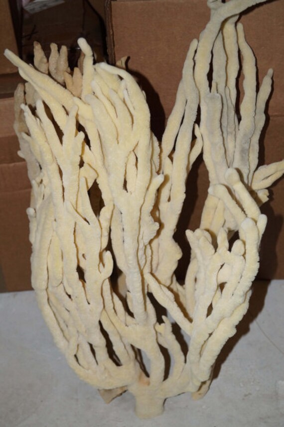 Dried Finger Sponges Wholesale Dead Sea Sponges Finger