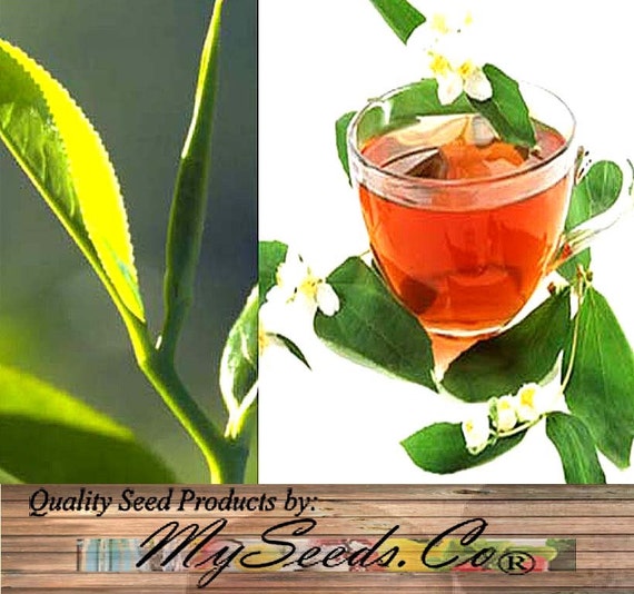 Tea Plant SHRUB Seeds Make Your Own Green Red Black Tea