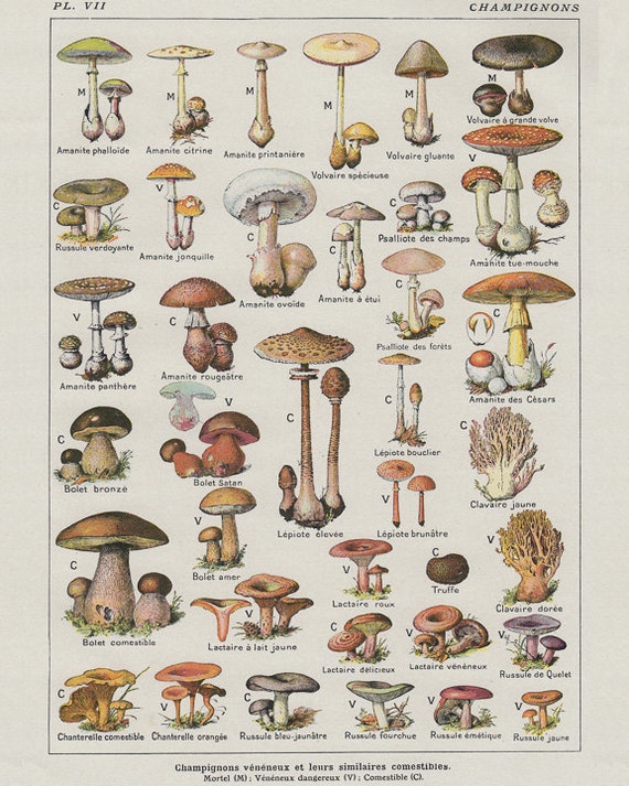 Vintage Mushroom Poster Plant Print French Mushroom by VeryImage