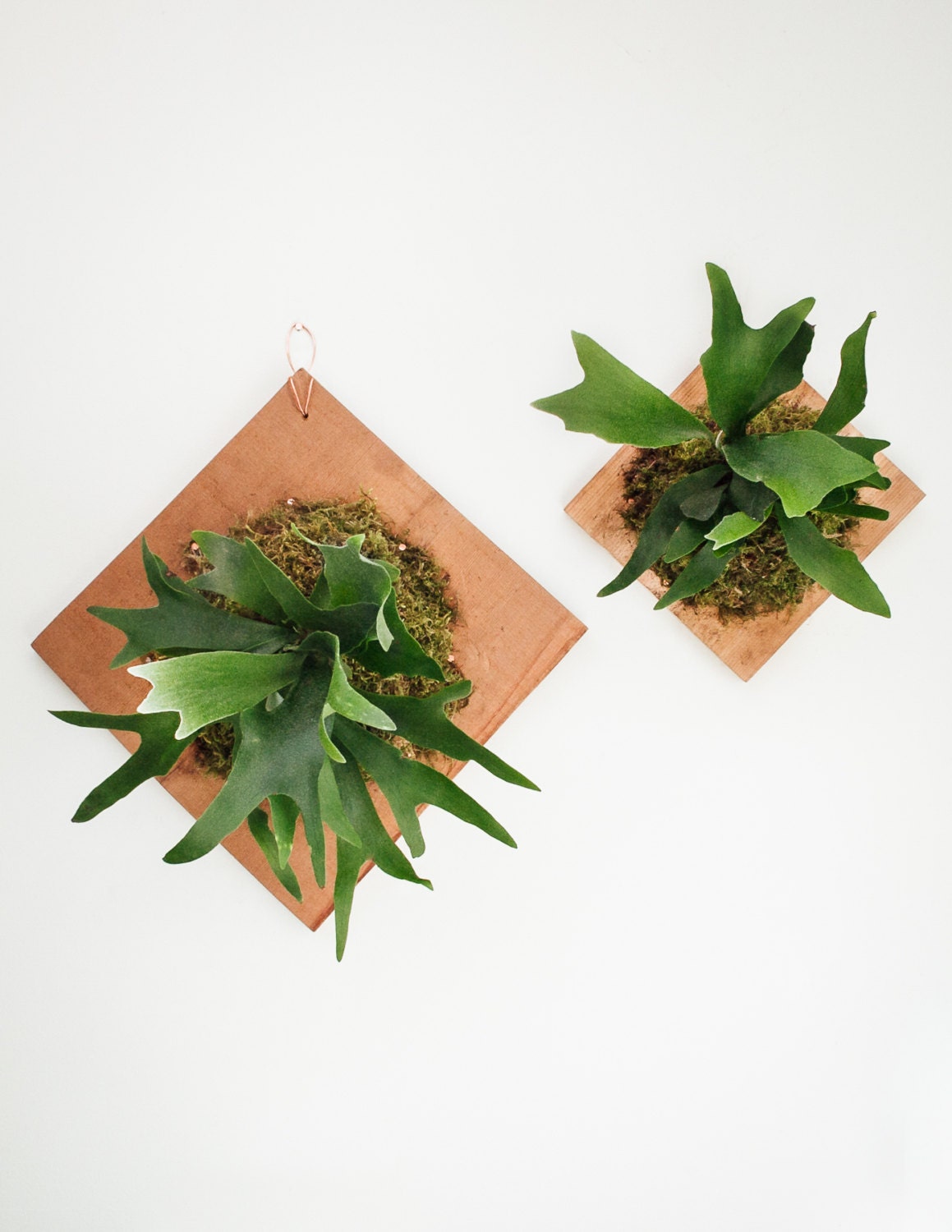 Staghorn Fern Plaque with Cedar Board Spaghnum Moss
