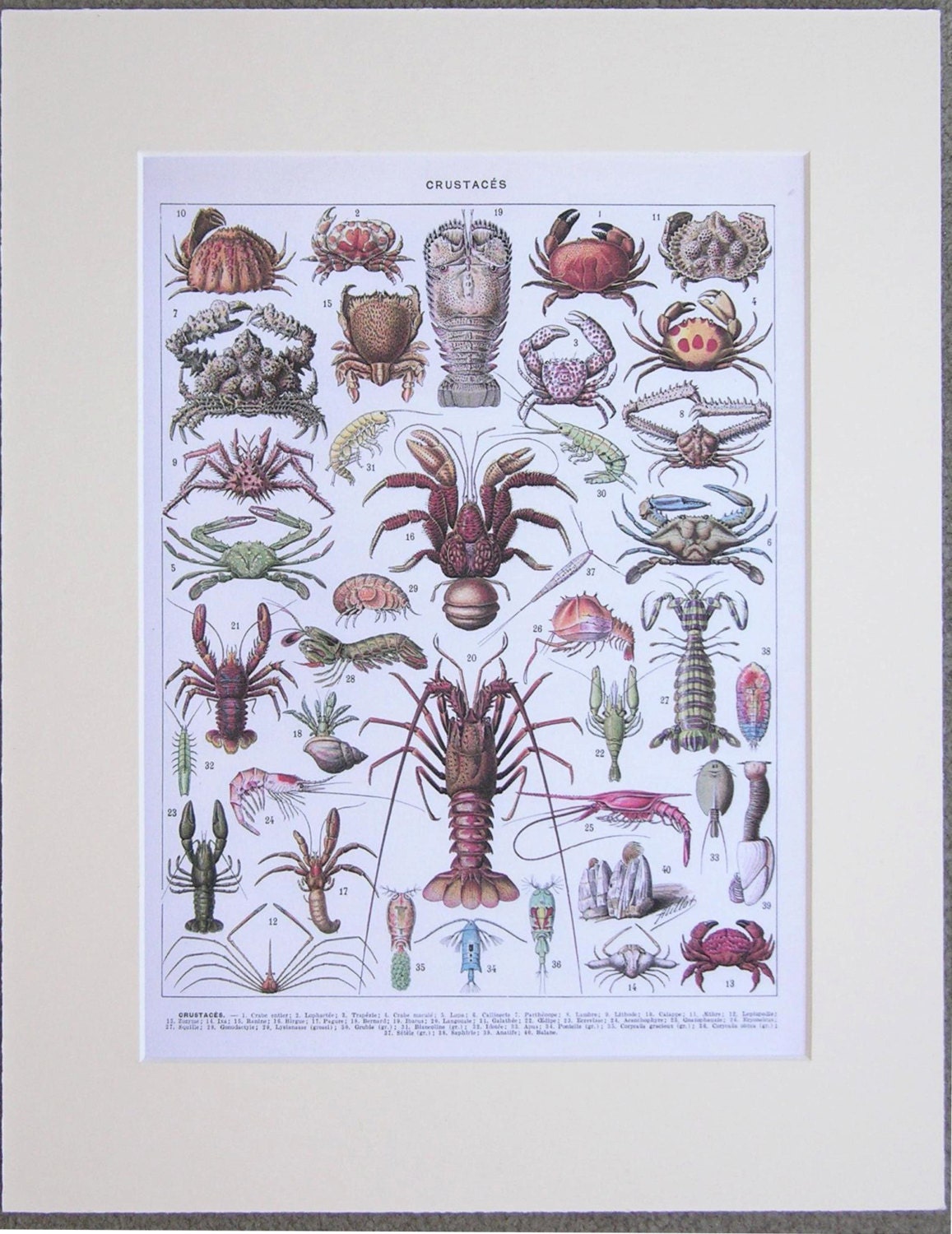 Vintage Sea Life Matted Print 8.5 x 10.5 print