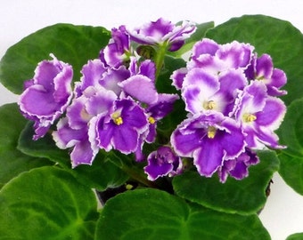 Optimara North Carolina II African Violet by TakeAcompliment