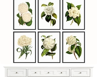 White Botanical Print Set - Large Prints - Botanical Print - Giclee Canvas Art Print - Antique Botanical Prints - White Flowers - Wall Art