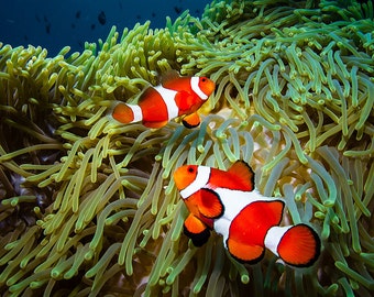 Orange Clown Fish Pair Underwater Underwater Photography